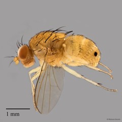Homoneura sp. "ZRCBDP0017841"