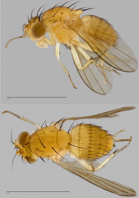 Homoneura (Homoneura) sp. "ZRCBDP0019826"•&copy; Maimon Hussin•All Rights Reserved