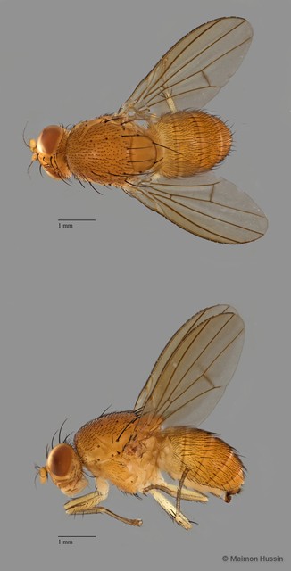 Homoneura sp. "ZRCBDP0019968"•&copy; Maimon Hussin•All Rights Reserved