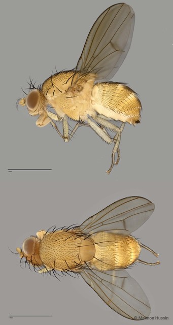 Homoneura (Homoneura) sp. "ZRCBDP0019969"•&copy; Maimon Hussin•All Rights Reserved