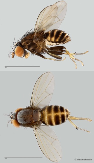 Homoneura sp. "ZRCBDP0020034"•&copy; Maimon Hussin•All Rights Reserved