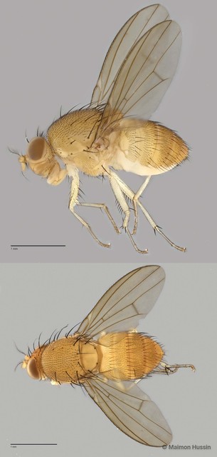 Homoneura sp. "ZRCBDP0021445"•&copy; Maimon Hussin•All Rights Reserved