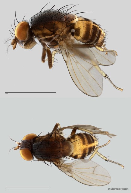 Homoneura sp. "ZRCBDP0021632"•&copy; Maimon Hussin•All Rights Reserved