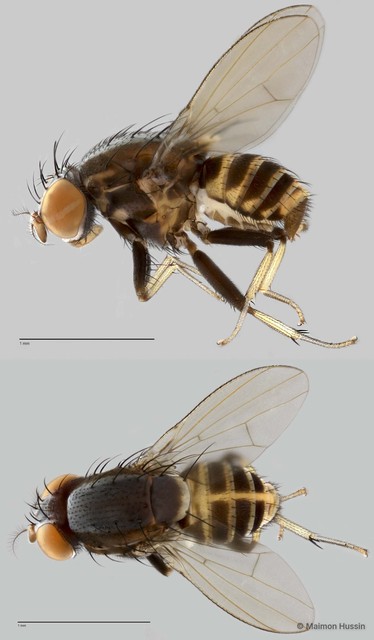 Homoneura sp. "ZRCBDP0021633"•&copy; Maimon Hussin•All Rights Reserved
