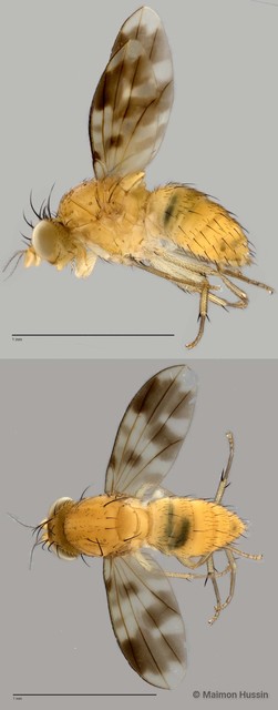 Homoneura sp. "ZRCBDP0021763"•&copy; Maimon Hussin•All Rights Reserved