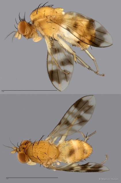 Homoneura sp. "ZRCBDP0021766"•&copy; Maimon Hussin•All Rights Reserved