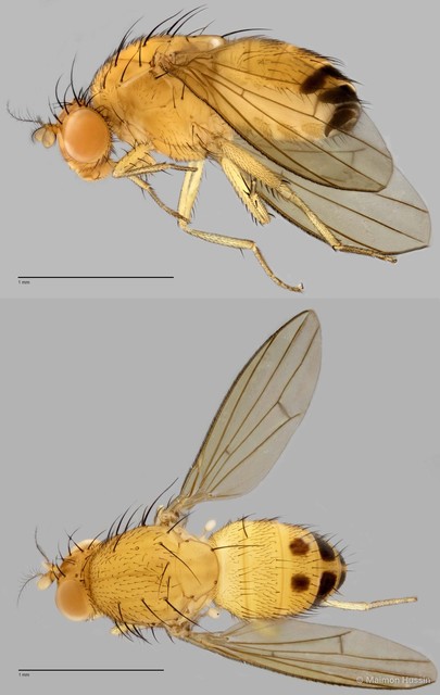 Homoneura sp. "ZRCBDP0025390"•&copy; Maimon Hussin•All Rights Reserved