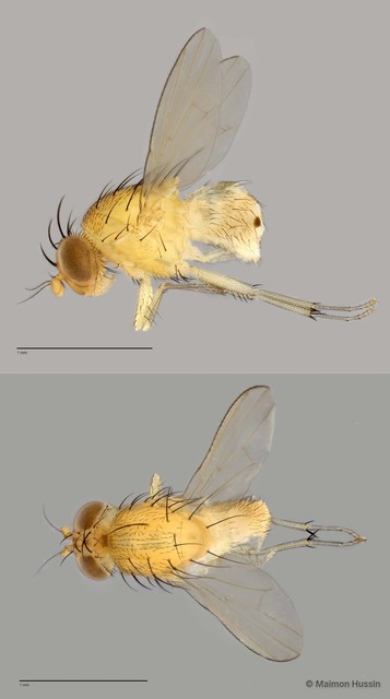 Homoneura sp. "ZRCBDP0025417"•&copy; Maimon Hussin•All Rights Reserved