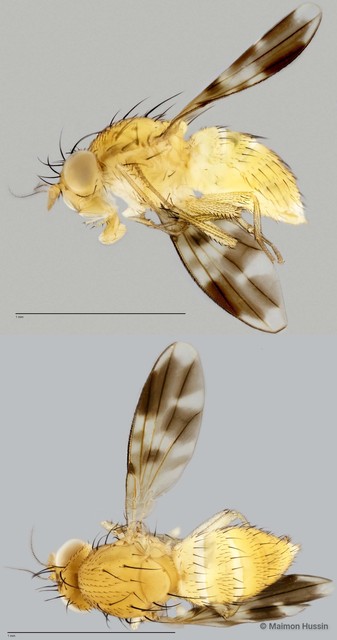 Homoneura sp. "ZRCBDP0025476"•&copy; Maimon Hussin•All Rights Reserved