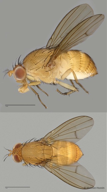 Homoneura sp. "ZRCBDP0025574"•&copy; Maimon Hussin•All Rights Reserved