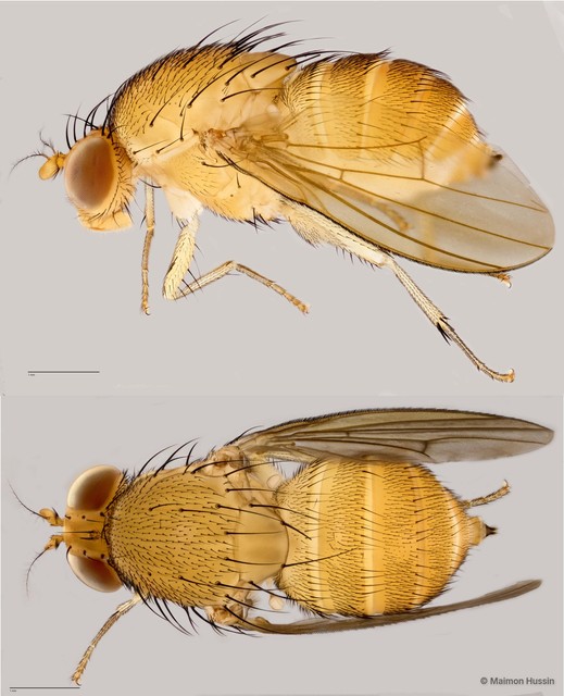 Homoneura sp. "ZRCBDP0025649"•&copy; Maimon Hussin•All Rights Reserved