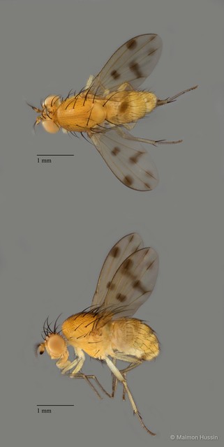 Homoneura sp. "ZRCBDP0053292"•&copy; Maimon Hussin•All Rights Reserved