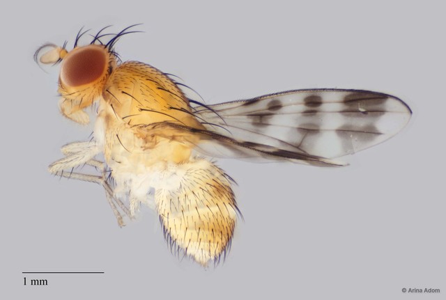 Homoneura sp. "ZRCBDP0063666"•&copy; Arina Adom•All Rights Reserved