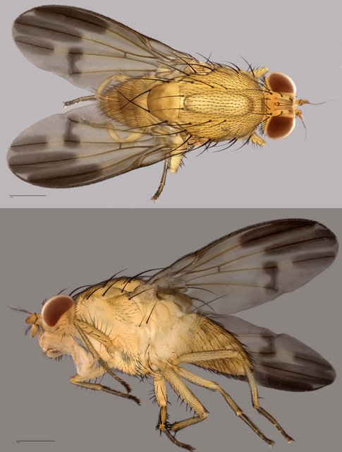 Homoneura sp. "ZRCBDP0071885"•&copy; Tan Wee Chye•All Rights Reserved