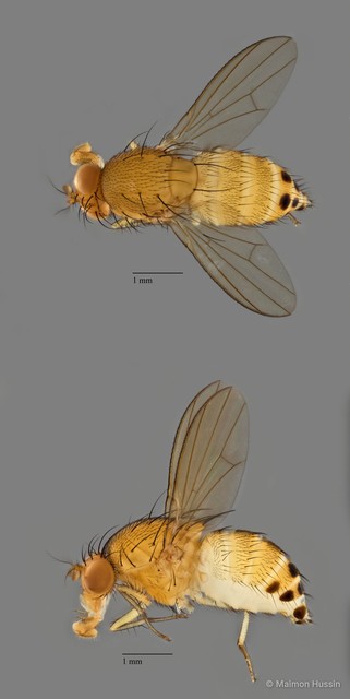 Homoneura sp. "ZRCBDP0079870"•&copy; Maimon Hussin•All Rights Reserved