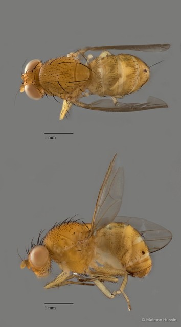 Homoneura sp. "ZRCBDP0089965"•&copy; Maimon Hussin•All Rights Reserved