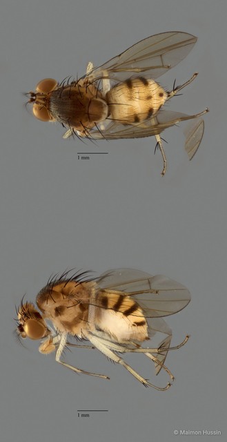 Homoneura sp. "ZRCBDP0091340"•&copy; Maimon Hussin•All Rights Reserved
