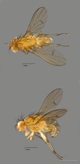 Homoneura sp. "ZRCBDP0092346"