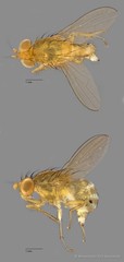 Homoneura sp. "ZRCBDP0126363"•&copy; Miteshravin S/O Ravindran•All Rights Reserved