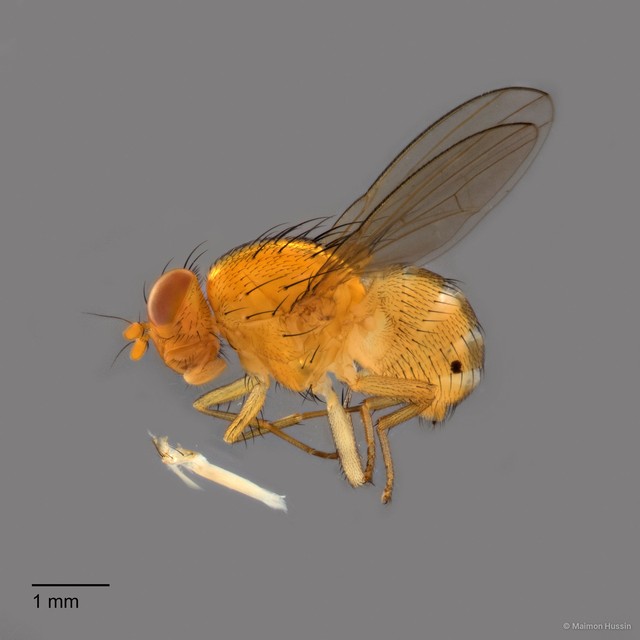 Homoneura sp. "ZRCBDP0126363"•&copy; Maimon Hussin•All Rights Reserved