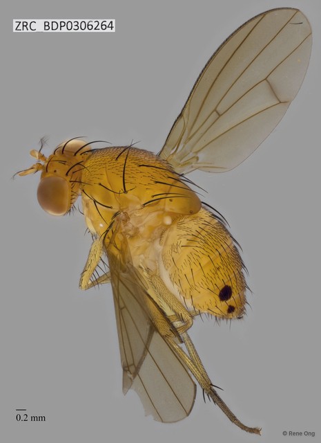 Homoneura sp. "ZRCBDP0306264"•&copy; Rene Ong•All Rights Reserved
