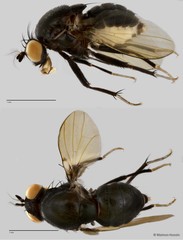 Homoneura sp. "ZRCBPD0025482"•&copy; Maimon Hussin•All Rights Reserved