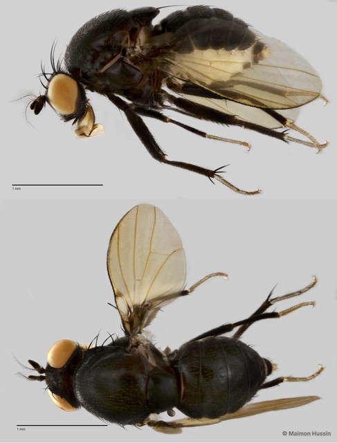 Homoneura sp. "ZRCBPD0025482"•&copy; Maimon Hussin•All Rights Reserved