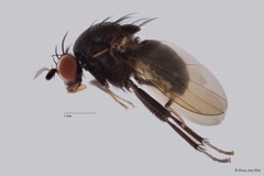 Homoneura sp. "ZRCBPD0025482"•&copy; Phua Jun Wei•All Rights Reserved