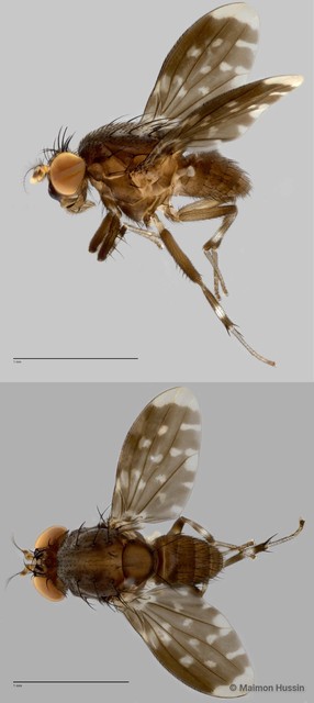 Phobeticomyia sp. "jalurhitam ZRCBDP0025480"•&copy; Maimon Hussin•All Rights Reserved