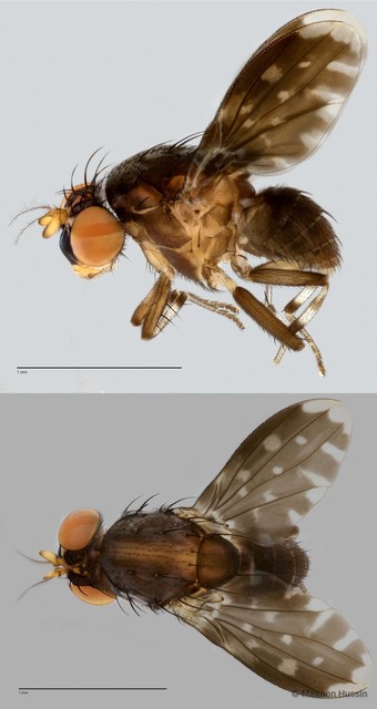 Phobeticomyia sp. "mukahitam ZRCBDP0021769"•&copy; Maimon Hussin•All Rights Reserved