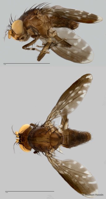 Phobeticomyia sp. "murkaputih ZRCBDP0025389"•&copy; Maimon Hussin•All Rights Reserved