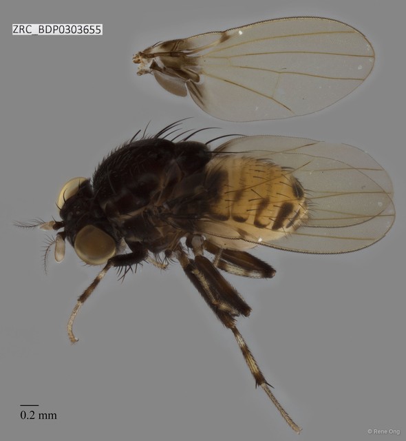 Sapromyza (Xenosapromyza) sp. "ZRCBDP0303655"•&copy; Rene Ong•All Rights Reserved