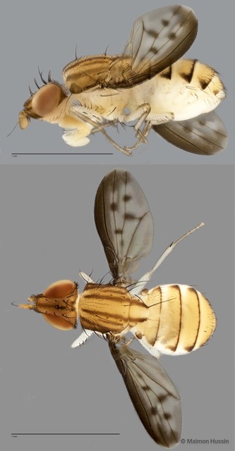 Shatalkinella sp. "ZRCBDP0025479"•&copy; Maimon Hussin•All Rights Reserved