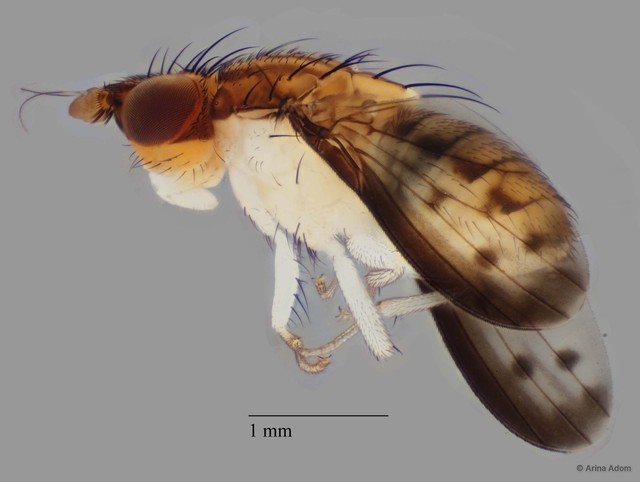 Shatalkinella sp. "ZRCBDP0063650"•&copy; Arina Adom•All Rights Reserved