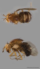 Steganopsis sp. "ZRCBDP0105423"