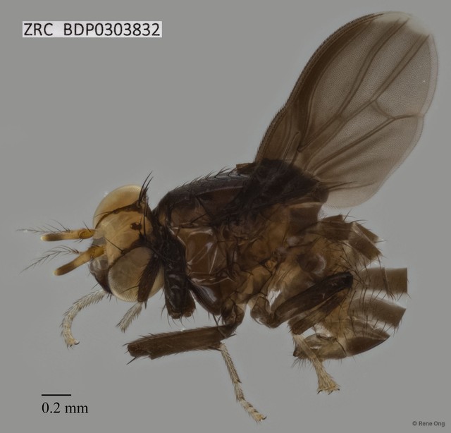Steganopsis sp. "ZRCBDP0303832"•&copy; Rene Ong•All Rights Reserved