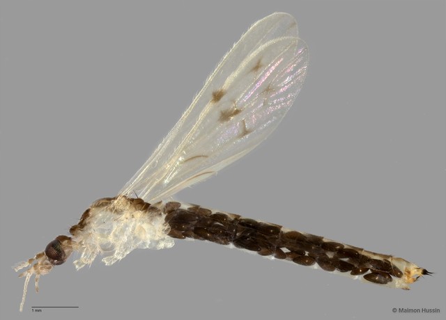 Limoniinae sp. "ZRCBDP0011311"•&copy; Maimon Hussin•All Rights Reserved