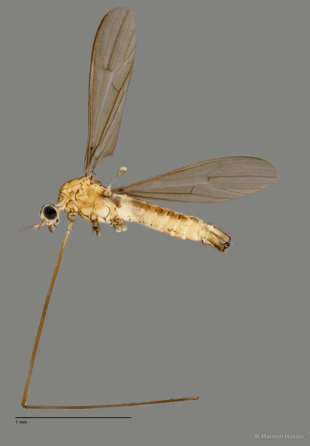Limoniinae sp. "ZRCBDP0011373"•&copy; Maimon Hussin•All Rights Reserved