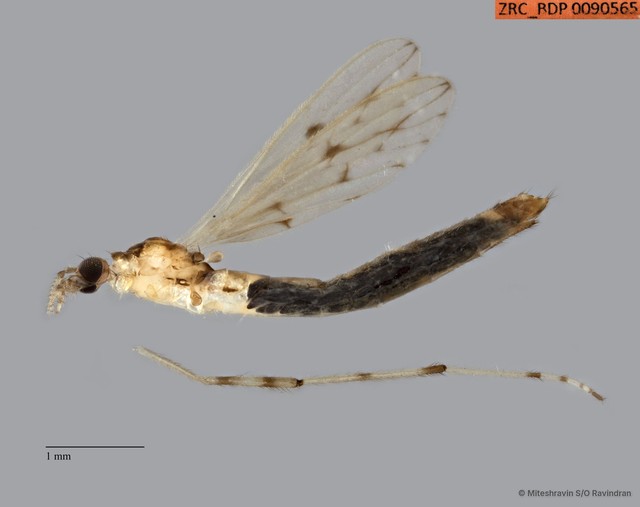 Styringomyia sp. "ZRCBDP0090565"•&copy; Miteshravin S/O Ravindran•All Rights Reserved