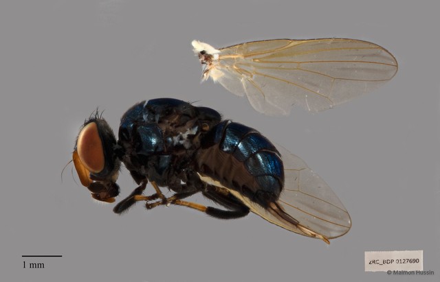 Lonchaeidae sp. "ZRCBDP00126507"•&copy; Maimon Hussin•All Rights Reserved