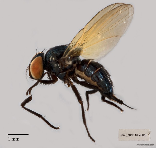 Lonchaeidae sp. "ZRCBDP00126818"•&copy; Maimon Hussin•All Rights Reserved