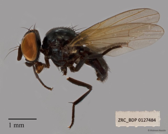 Lonchaeidae sp. "ZRCBDP00127483"•&copy; Maimon Hussin•All Rights Reserved