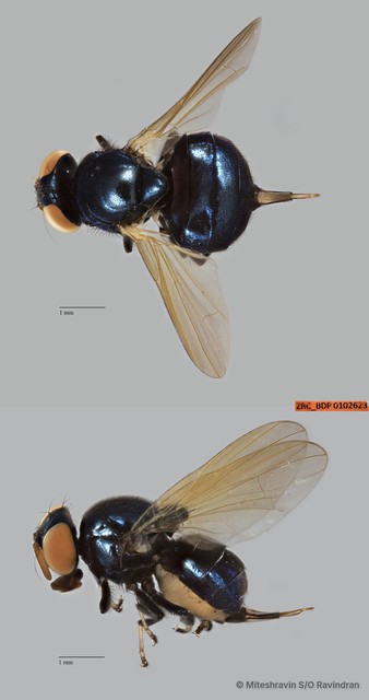 Lonchaeidae sp. "ZRCBDP0021438"•&copy; Miteshravin S/O Ravindran•All Rights Reserved