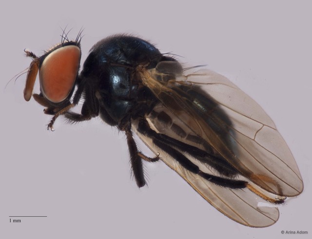 Lonchaeidae sp. "ZRCBDP0025378"•&copy; Arina Adom•All Rights Reserved