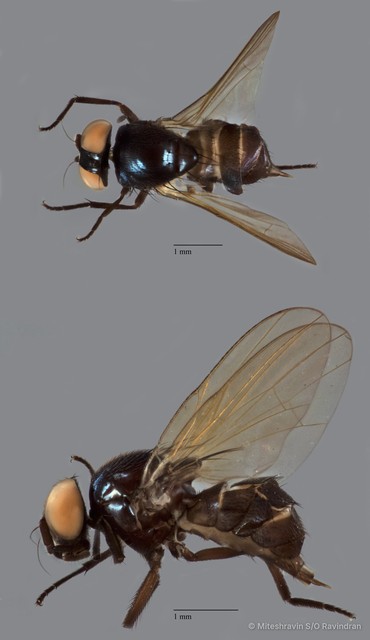 Lonchaeidae sp. "ZRCBDP0090504"•&copy; Miteshravin S/O Ravindran•All Rights Reserved