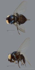 Lonchaeidae sp. "ZRCBDP0092452"