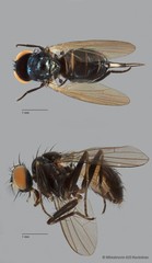 Lonchaeidae sp. "ZRCBDP0104953"