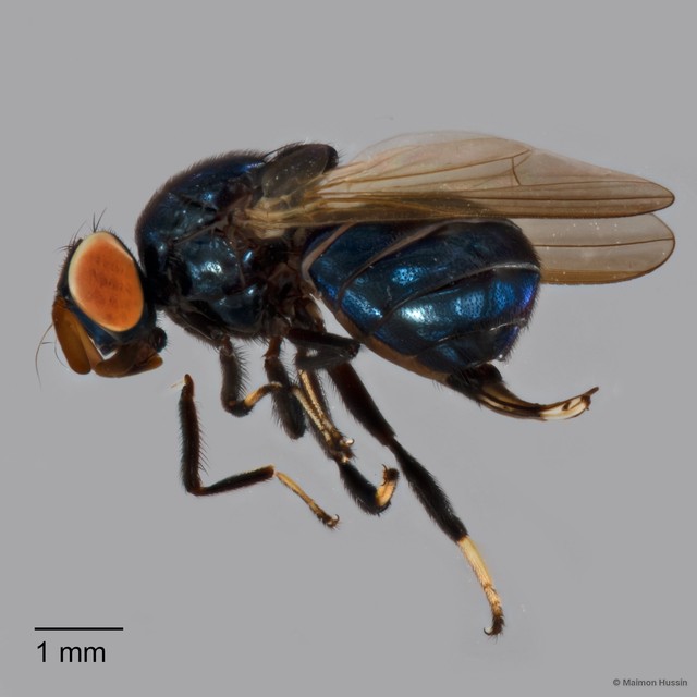 Lonchaeidae sp. "ZRCBDP0126969"•&copy; Maimon Hussin•All Rights Reserved