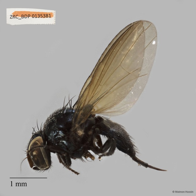 Lonchaeidae sp. "ZRCBDP0135381"•&copy; Maimon Hussin•All Rights Reserved