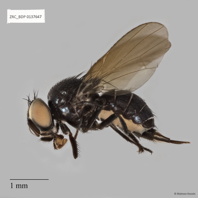 Lonchaeidae sp. "ZRCBDP0137647"•&copy; Maimon Hussin•All Rights Reserved